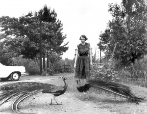 Flannery O'Connor and her famous peacocks