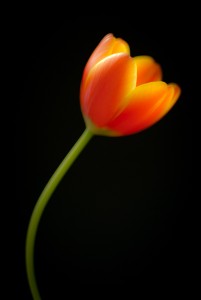 tulipflame