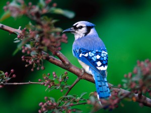 BEAUTIFUL-GREEN-NATURE-WITH-BIRDS-BUE-JAY-BIRD